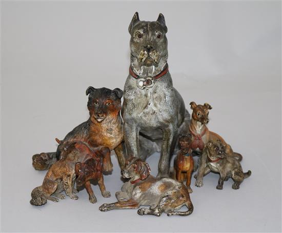 A fine late 19th century Austrian cold painted bronze group of eight dogs, W.8.5in. H.7in.